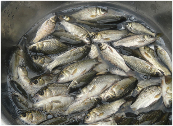 鲤鱼